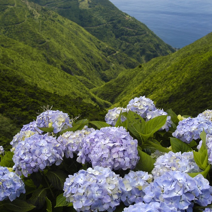 4 Ilhas do Grupo Central – Pico, Faial, São Jorge e Terceira