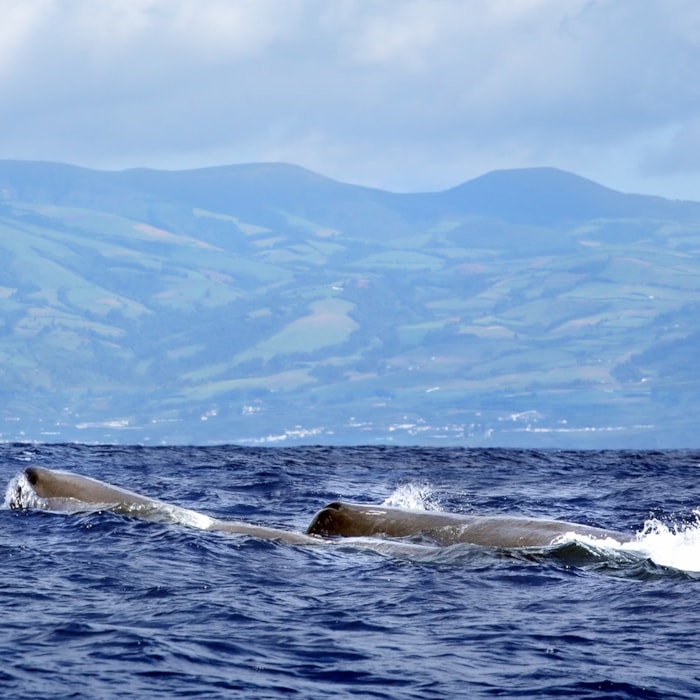 4 Ilhas do Grupo Central – Pico, Faial, São Jorge e Terceira