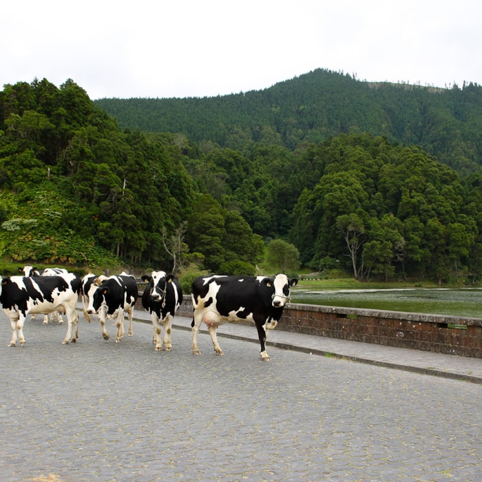 4 Ilhas do Grupo Central – Pico, Faial, São Jorge e Terceira